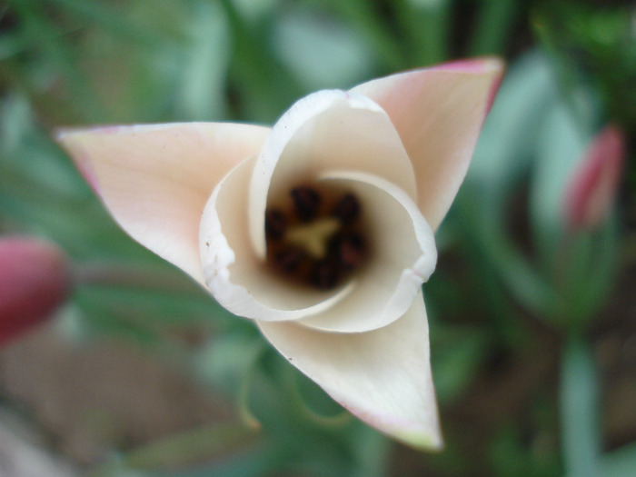 Tulipa Peppermint Stick (2011, April 25)