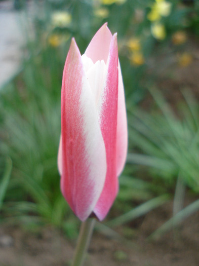 Tulipa Peppermint Stick (2011, April 25) - Tulipa Peppermint Stick