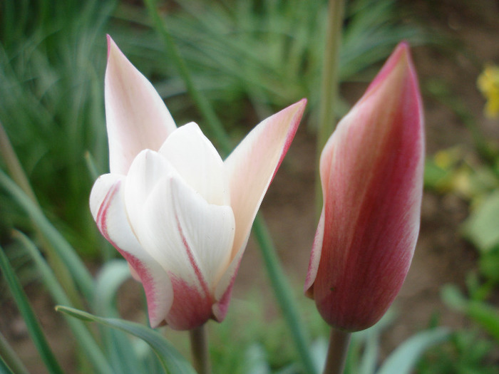 Tulipa Peppermint Stick (2011, April 25)