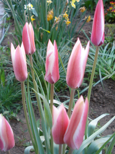 Tulipa Peppermint Stick (2011, April 25)