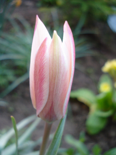 Tulipa Peppermint Stick (2011, April 26)