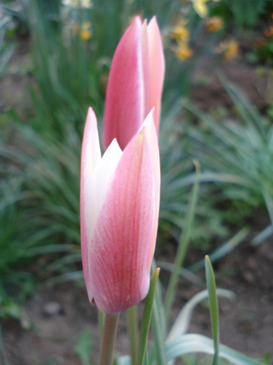 Tulipa Peppermint Stick (2011, April 26) - Tulipa Peppermint Stick