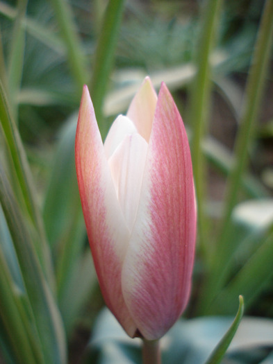 Tulipa Peppermint Stick (2011, April 26) - Tulipa Peppermint Stick