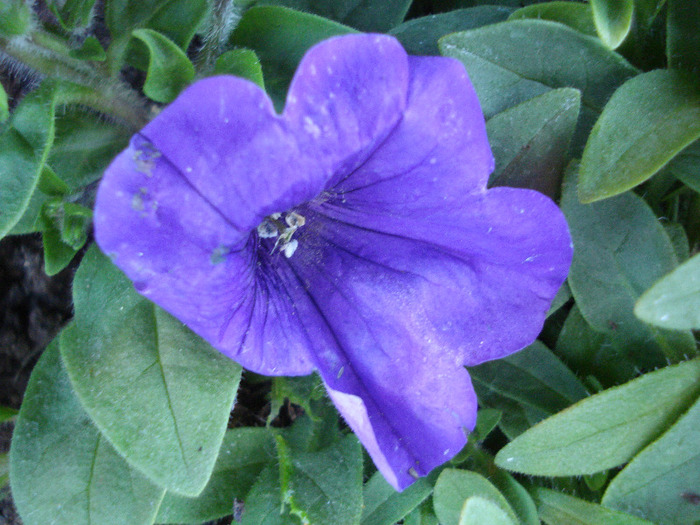 Blue Petunia (2011, April 25) - PETUNIA Simple