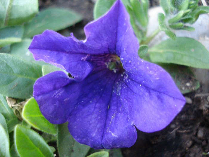 Blue Petunia (2011, April 25) - PETUNIA Simple