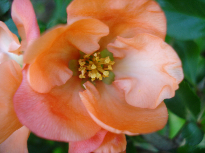 Japanese Quince Bush (2011, April 25)