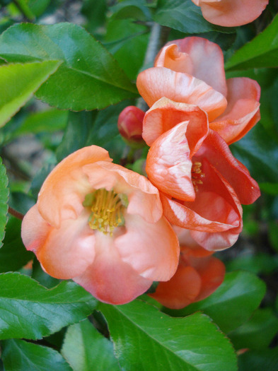 Japanese Quince Bush (2011, April 25)