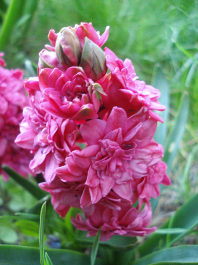 Hyacinthus Hollyhock (2011, April 25) Hyacinthus Hollyhock (2011, April 25)