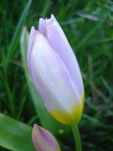 Tulipa Lilac Wonder (2011, April 21) - Tulipa Lilac Wonder