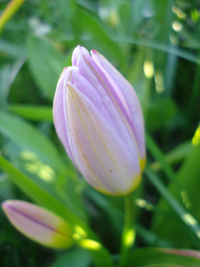 Tulipa Lilac Wonder (2011, April 21) - Tulipa Lilac Wonder