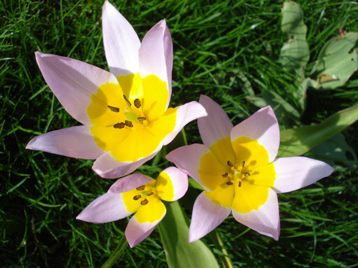 Tulipa Lilac Wonder (2011, April 25)