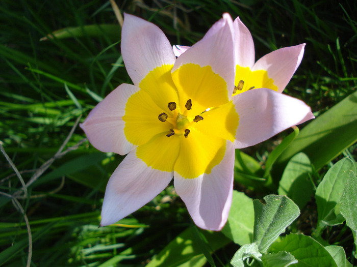 Tulipa Lilac Wonder (2011, April 25) - Tulipa Lilac Wonder
