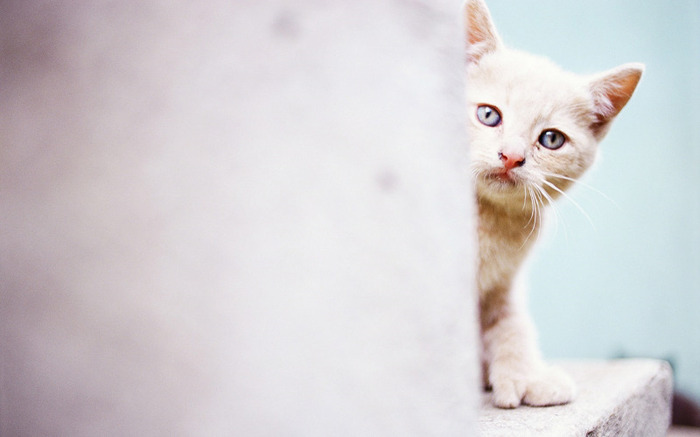 Funny-Cats-and-Dogs-HD-Wallpapers-23 - Pisici