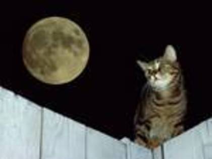 pisicutza langa luna - Pisici