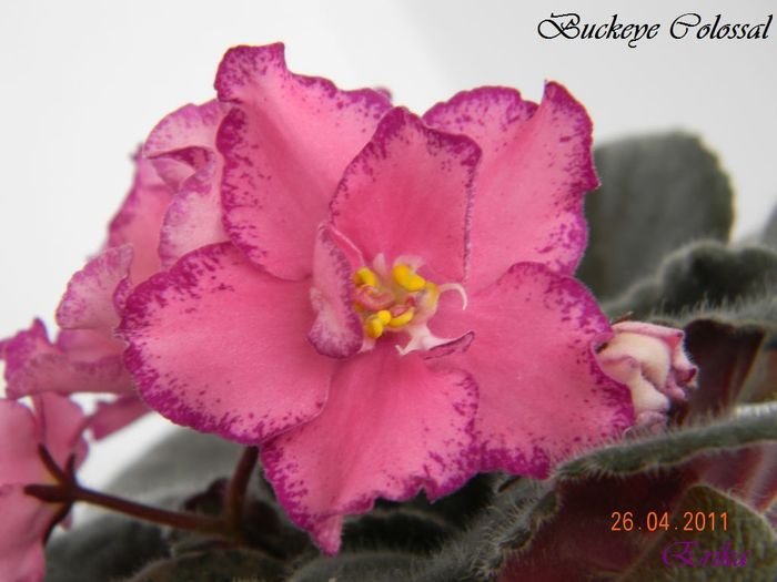 Buckeye Colossal 26-04-2011\'\'