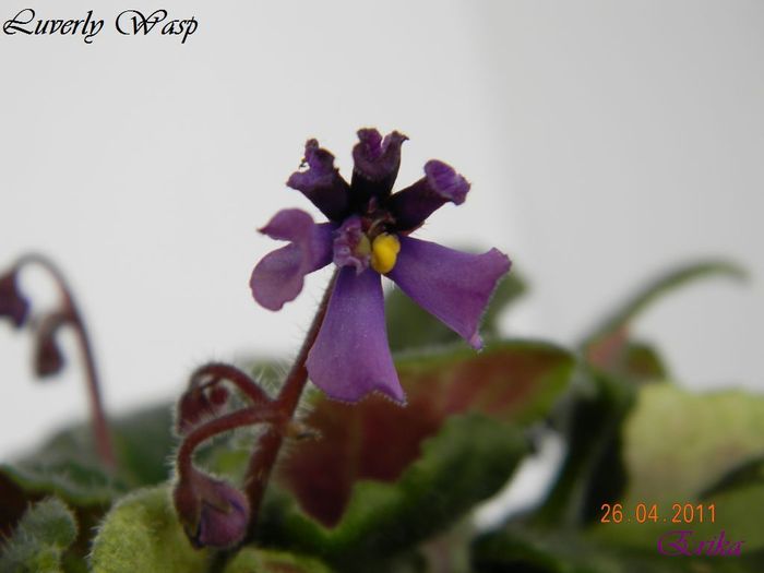 Luverly Wasp 26-04-2011