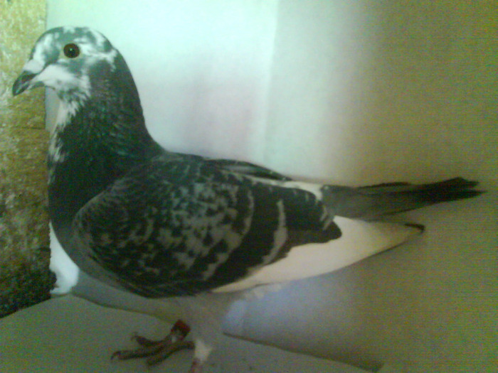 RO 2010 0906591 - porumbei pierduti in anul 2011