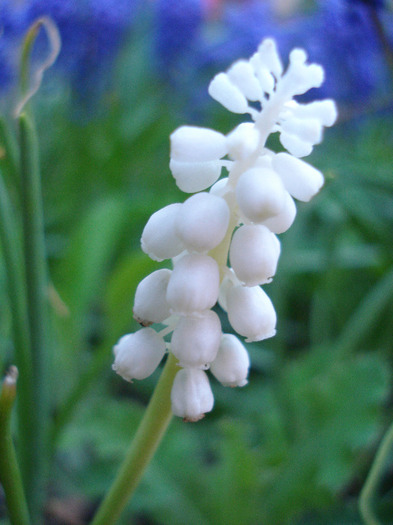 Muscari botryoides Album (2011, Apr.22) - Muscari Album