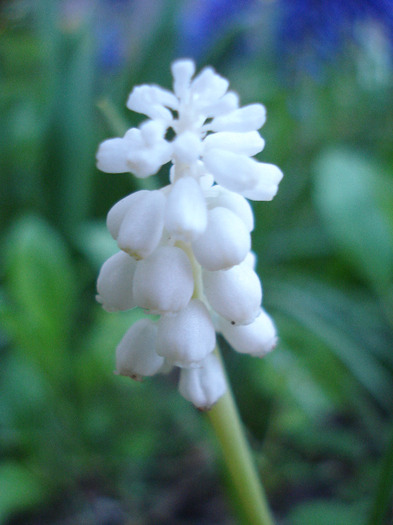 Muscari botryoides Album (2011, Apr.22) - Muscari Album