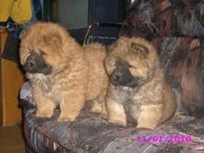 chowchow - catei si pisici