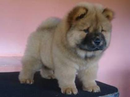 chow chow - catei si pisici