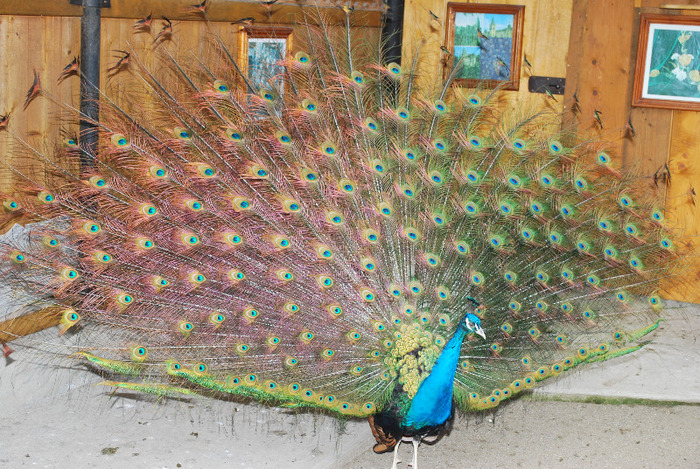 DSC_8364 - Poze Pasari - Ornament si Agrement