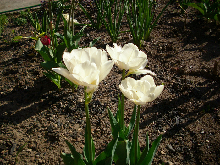 cassablanca