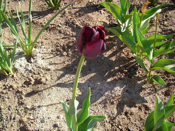  - gradina mea 2011