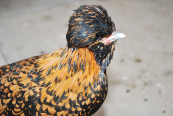 DSC_8437 - Poze Pasari - Ornament si Agrement