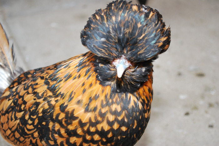 DSC_8438 - Poze Pasari - Ornament si Agrement