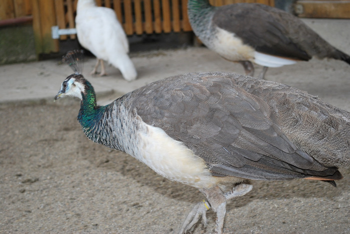 DSC_8439 - Poze Pasari - Ornament si Agrement