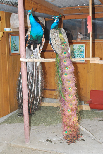 DSC_8441 - Poze Pasari - Ornament si Agrement