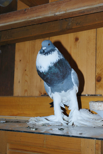 Gusat Pomerian - Poze Pasari - Ornament si Agrement