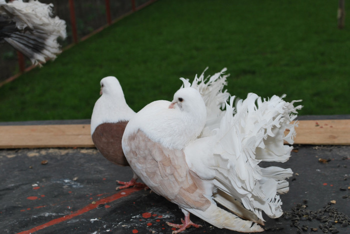 DSC_8518 - Poze Pasari - Ornament si Agrement