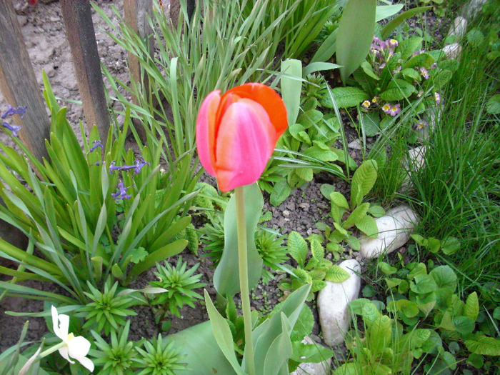 IMG_3135 - gradina mea 2011