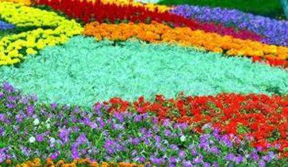 lumea cu flori colorate - flori