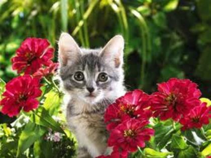 pisica intre flori - flori