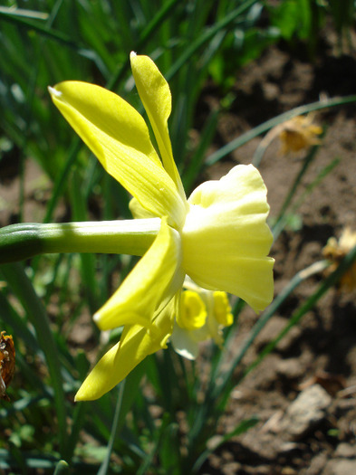 Narcissus Pipit (2011, April 25)