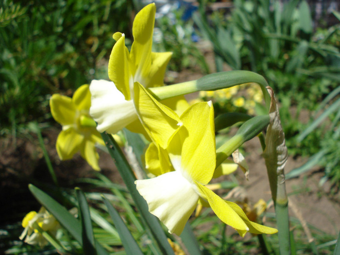 Narcissus Pipit (2011, April 25) - Narcissus Pipit