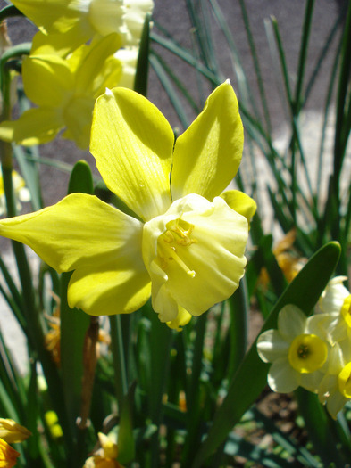 Daffodil Pipit (2011, April 25)