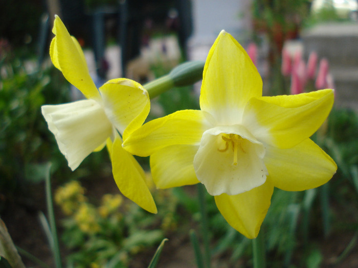 Daffodil Pipit (2011, April 26)