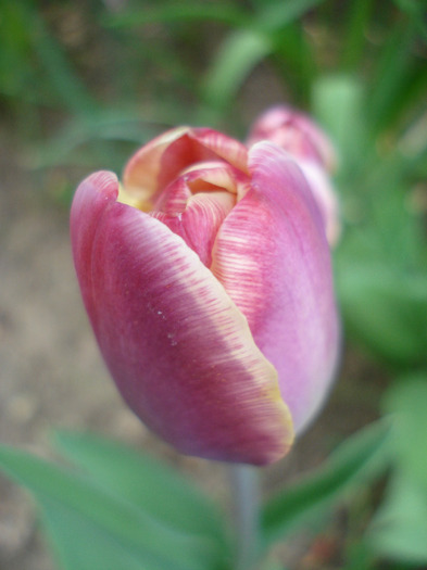 Tulipa Atlantis (2011, April 26)