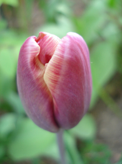 Tulipa Atlantis (2011, April 26) - Tulipa Atlantis