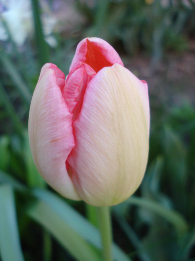 Tulipa Judith Leyster (2011, April 21) - Tulipa Judith Leyster