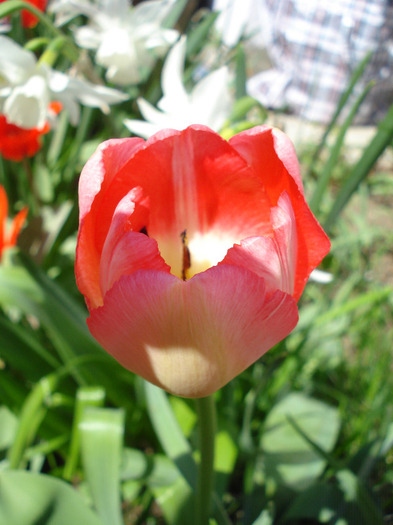 Tulipa Judith Leyster (2011, April 21) - Tulipa Judith Leyster