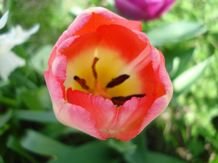 Tulipa Judith Leyster (2011, April 21) - Tulipa Judith Leyster