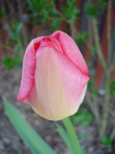 Tulipa Judith Leyster (2011, April 22) - Tulipa Judith Leyster