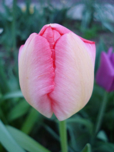 Tulipa Judith Leyster (2011, April 22) - Tulipa Judith Leyster