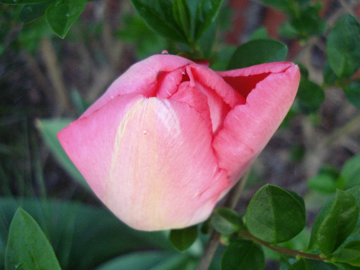 Tulipa Judith Leyster (2011, April 23) Tulipa Judith Leyster (2011, April 23)
