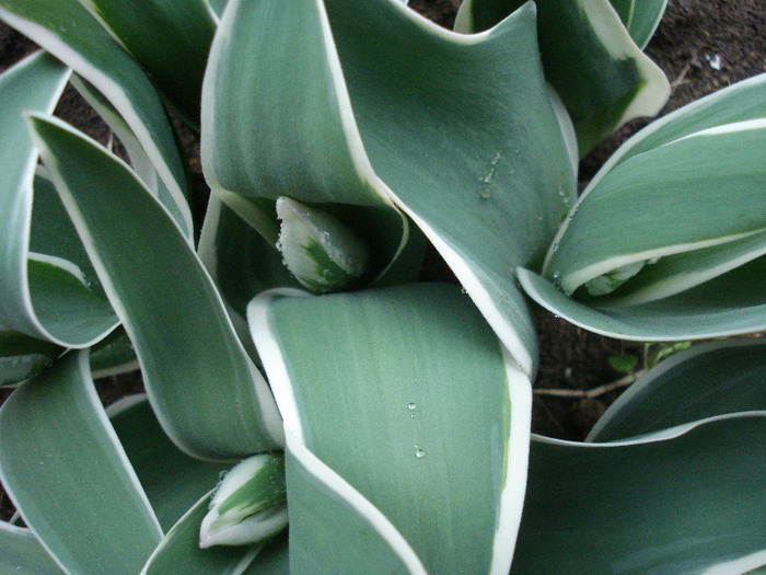 Tulipa Esperanto (2011, April 19)